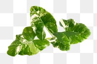 Heart shaped Alocasia leaves transparent png