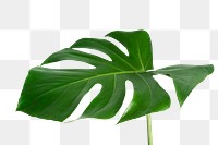 Split leaf philodendron, monstera plant element transparent png