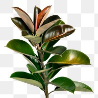 Fresh natural Indian rubber plant transparent png