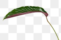 Calathea Ornata leaf transparent png