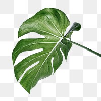 Split leaf philodendron, monstera plant element transparent png