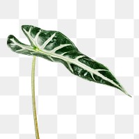 Tropical Alocasia leaf transparent png