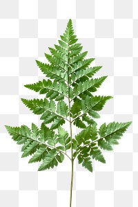 Fresh green leatherleaf fern transparent png