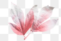 Pink Maple leaves transparent png