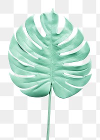 Monstera leaf painted in mint green element transparent png
