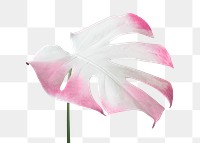 Monstera leaf painted in white and pink design element