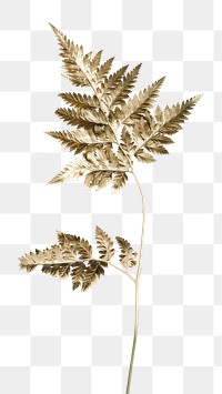 Golden leatherleaf fern plant design element