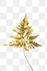 Golden leatherleaf fern plant transparent png