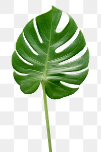 Split leaf philodendron, monstera plant element transparent png