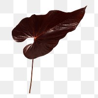 Tropical dark brown Alocasia leaf transparent png