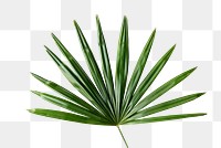 Fresh green palm leaf transparent png