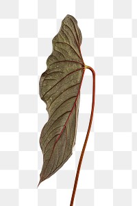 Fresh Alocasia leaf transparent png