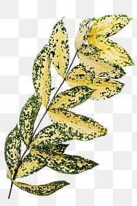 Gold dust croton branch design element