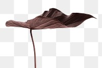 Tropical Alocasia leaf design element