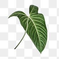 Fresh Alocasia leaf transparent png