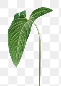 Tropical Alocasia leaf design element