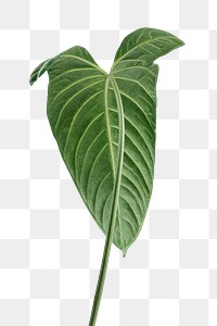 Tropical Alocasia leaf design element