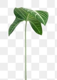 Tropical Alocasia leaf design element