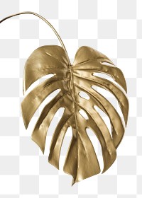 Shiny golden monstera leaf transparent png