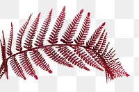 Red colored leatherleaf fern transparent png