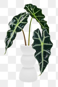 Alocasia polly mockup png in a white vase
