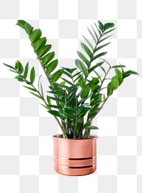 Zanzibar gem plant png mockup in a pot