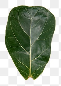 Fiddle leaf fig png mockup