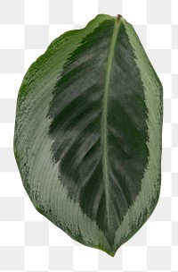 Calathea plant png leaf mockup