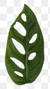 Swiss cheese leaf png plant mockup