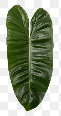 Anthurium png green leaf mockup