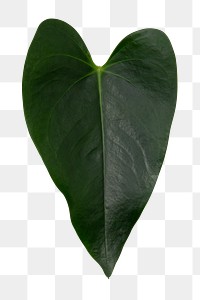 Anthurium png green leaf mockup