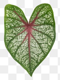 Anthurium png leaf mockup