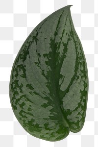Calathea  png green leaf mockup