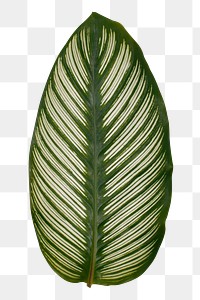 Calathea leaf png plant mockup