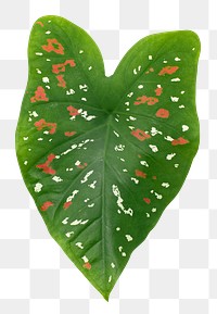 Caladium png green leaf, transparent background