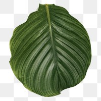 Calathea leaf png plant mockup