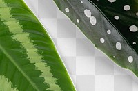 Green leaves png mockup transparent background