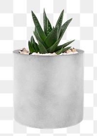 Aloe vera plant png mockup in a cute pot