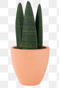 African spear plant png mockup in a pot