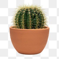 Barrel cactus png mockup in a terracotta pot