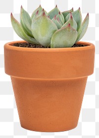 Succulent plant png mockup in a terracotta pot home decor object