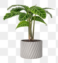 Dumb cane plant png mockup in a gray pot