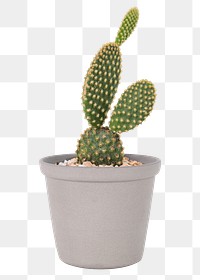 Bunny ears cactus png mockup in a gray pot