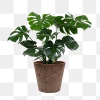 Monstera deliciosa plant png mockup in a pot