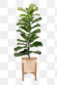 Fiddle leaf fig png mockup plant in a pot