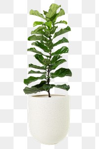 Fiddle leaf fig png mockup plant in a pot