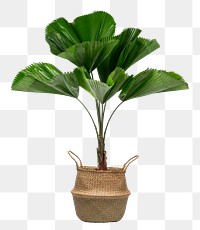 Ruffled leaf palm mockup png in a rattan basket