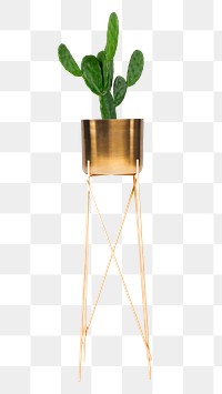 Cactus houseplant mockup png in a brass plant pot