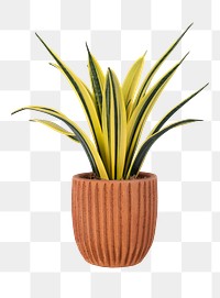 Snake plant png mockup in a terracotta pot home decor