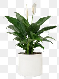 Peace lily plant png mockup in a white pot